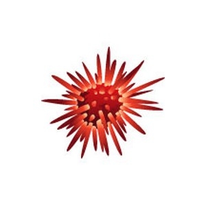 Red Urchin